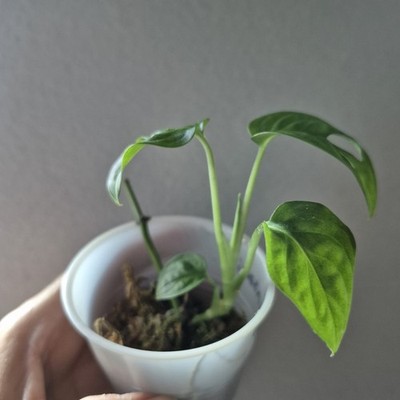 Monstera Adansonii - Monstera Swiss Cheese - 2.5 Inch - EXACT PLANT | eBay