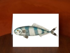 Pilot Mackrel from The Naturalist's Miscellany - A5 Card