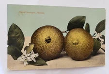  Antique Postcard c1910 Naval Oranges Florida 