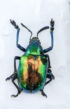 Rainbow beetle Nitidus specimen entomology curiosity Oddity colorful craft