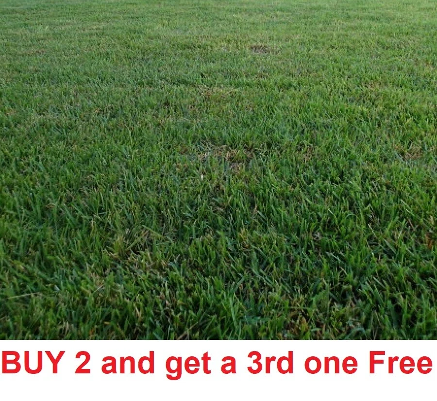 Zenith zoysia grass on sale seed