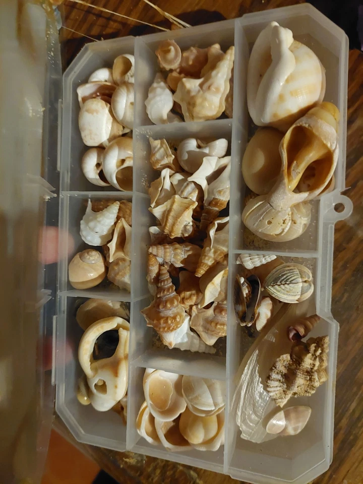 COQUILLAGES: lot plusieurs mini Coquillages ...donc - Photo 4/4