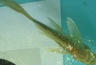 6'' Golden Butterfly koi for sale online sale / Wasatch Koi Fish