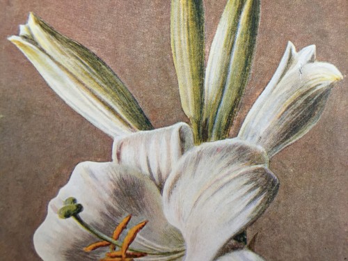 Antique Botanical Print – White Lily by F. E. Hulme & Hibberd c.1900 - Picture 3 of 6