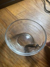 Male Dubia Roaches 25 Count