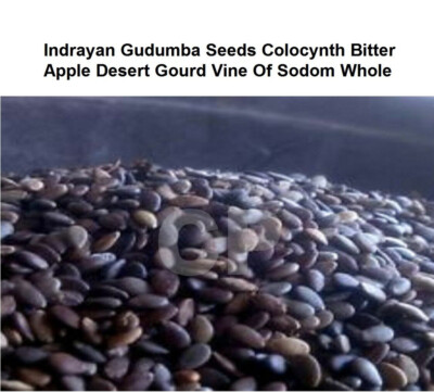 Gourd Vine Sodom Indrayan Beej Seeds Colocynth Bitter Apple Seed 100gm (3.5 OZ):