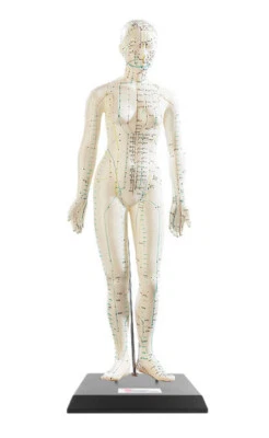 Modèle d'acupuncture 45 cm - Femme - Newgen Medicals - Photo 1/2