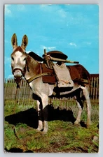 Vintage Photochrome Burro Postcard by B. B. Cooper, Colorado 1966