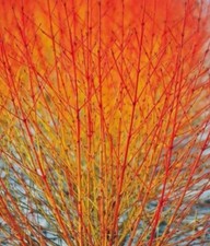 Cornus sanguinea 'Anny Winter Orange' in 1 ltr Pot Stunning Winter Colours