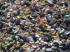 Independent's Choice Feed® bird seed Fortified Cockatiel 5 lbs