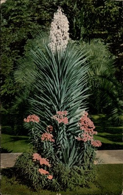 Beautiful 1909 postcard Yucca in Bloom ~ Edward Mitchell ~ postcard sku815