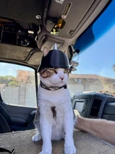 3D-Printed German Military Helmet for Cats