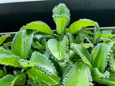 KALANCHOE DAIGREMONTIANA 'MOTHER OF THOUSANDS' SUCCULENT PLANT