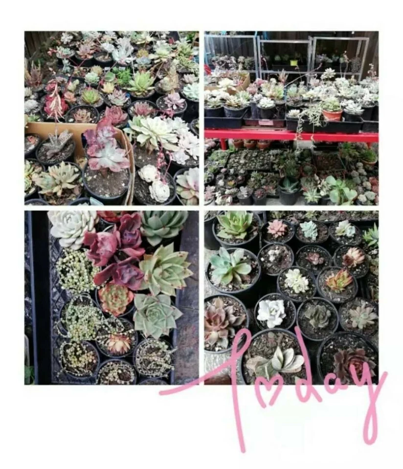 Agave titanota Caesar 6cm rare succulent plant - Image 4 of 4