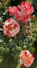 Floribunda rose plant ‘Hanky Panky’ bare root new season 