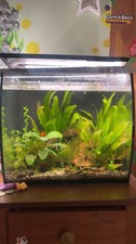 fishtank plant bundle 10 peices