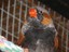 The Finch Fanatic