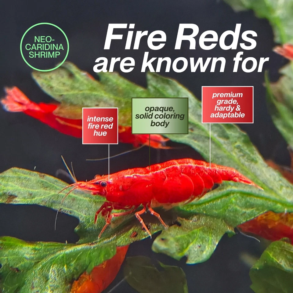 20+ огненно-красных креветок Neocaridina — гарантия жизни — бесплатная доставка — продавец из США - Изображение 3 из 4