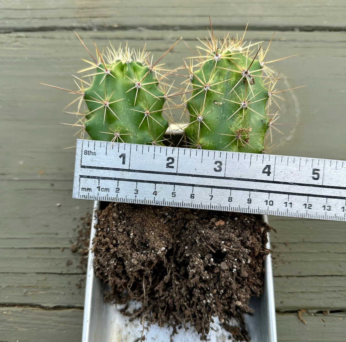 pianta cactus Echinocereus reichenbachii albispinus main image 0
