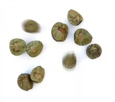 25 MEXICAN JUMPING BEANS (5 CASES) - Real Authentic Live Mexican Jumping Beans