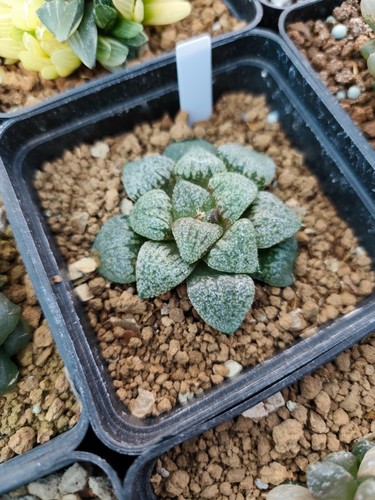 HAWORTHIA PICTA 7CM - Zdjęcie 4 z 4