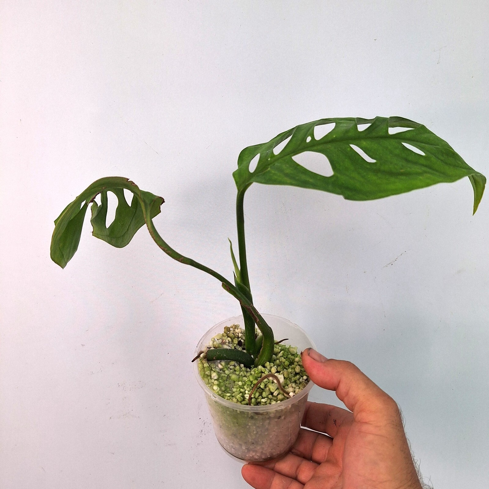 Monstera Esqueleto Epipremnoides BABY PLANT