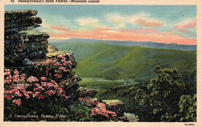 Pennsylvania's State Flower Mountain Laurel Scenic View Postcard Unused