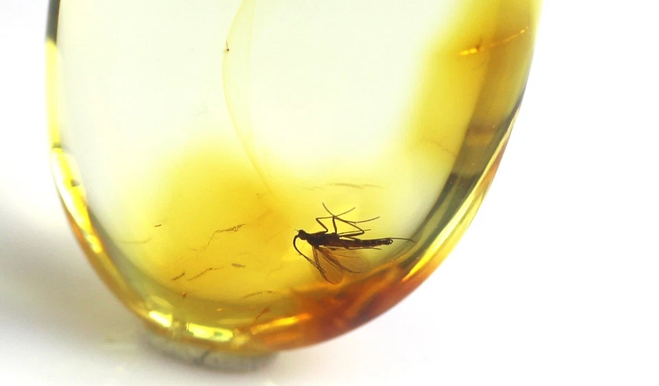 Ciondolo ambra baltica con grande inclusione di insetti ZANZARE, argento 925,... - Immagine 2 di 4