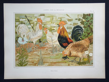 Lithographie Art Nouveau 1897 Animal décoration original Coq Poule Verneuil 43