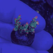 Live Coral Frag Absolutely Fish Naturals Strawberry Shortcake Acropora Sps