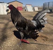 6+ Miner Blue Chicken Hatching Eggs