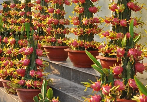 Dragon Fruit Cactus seeds **100 Seeds**  Pitaya  Free Shipping!!