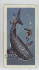 1974 Brooke Bond The Sea: Our Other World Tea Whale Shark #14 0f3j