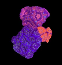 WYSIWYG 3-Pack Acan Coral Live Coral for Reef Saltwater Aquarium