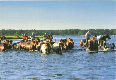The Saltwater Cowboys Bring the Assateague Ponies, Famous Pony