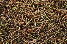 (8000) Phillips Bugle Head 6 x 1-1/4 Coarse Drywall Wood Screw Yellow Zinc BULK