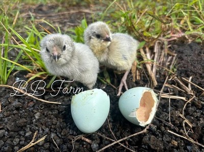 6 Rare Show Quality Lavender Ameraucana  Hatching Eggs, FLF Line
