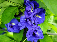 Gef&uuml;llte blaue Schmetterlingserbse Clitoria ternatea Butterfly 5+ Samen Ed 056