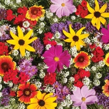 Monarch Butterfly Wildflower Mix Seeds 100+ COLORFUL WILDFLOWERS MILKWEED