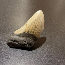 Large Megalodon Shark Tooth Fossil 90mm Genuine Carolina USA Display Specimen