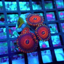 WYSIWYG - Ultra Zoas Frag
