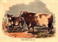 SHORT HORN OX AND COW Antique hand colored engraving 1854