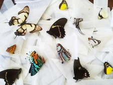 Mixed Lot of 10 REAL Butterflies TROPICAL! SHIPS FROM USA! Bulk, WHOLESALE