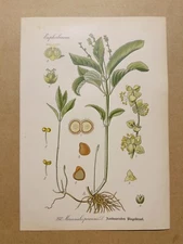 1886 ANTIQUE PICTURES LITHOGRAPH ART PRINT BOTANY FLOWER FLORA NATURE DECO PO...