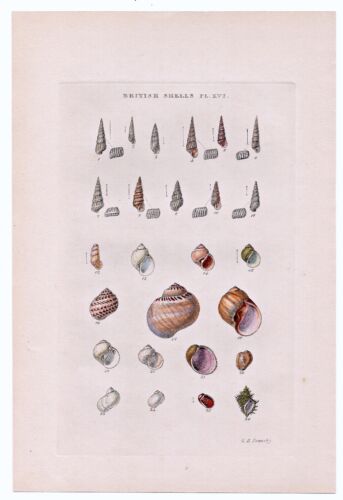 1859 Sowerby Antique British Shell, Shells Print, Hand Coloured, Book Plate XVI - 第 1/2 張圖片
