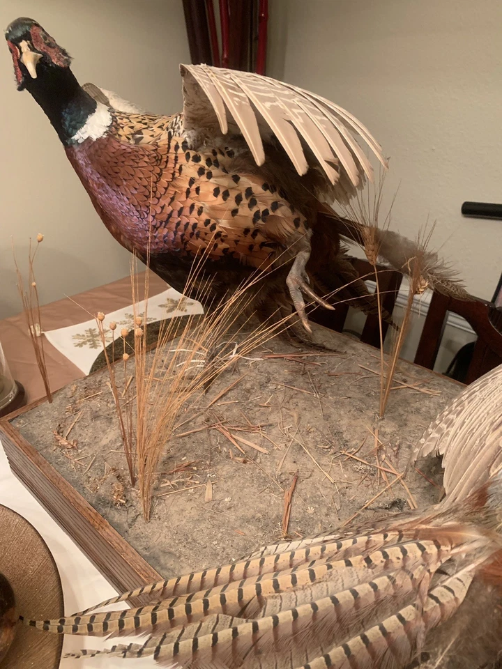 Montaje de taxidermia faisán vintage de 2 de pie sobre una base de aspecto real Foto 4 de 4