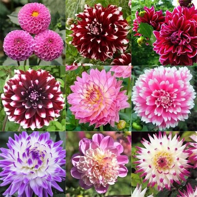 190+pcs/Packung seltene Dahlie geblümt Samen Haus Hof Garten Pflanze Dekoration