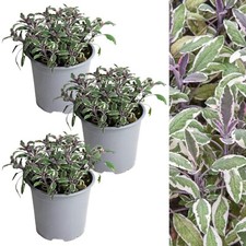 Sage Tricolour Herb Plant in 14cm Pot - Variegated Evergreen