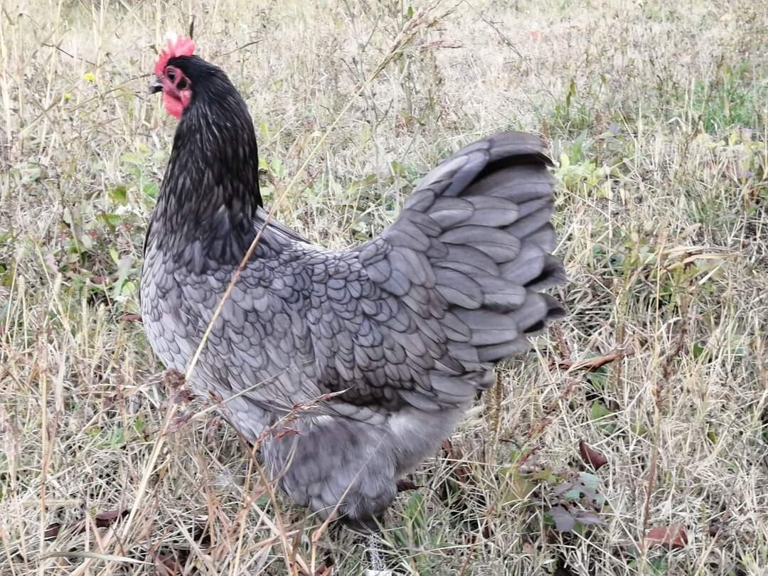 12 x hatching Eggs AUSTRALORP LF Rare Breed Black Blue Splash mix eBay