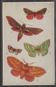 GREAT BRITAIN - MINT TUCKS PC - PUNCH OUT BUTTERFLIES -